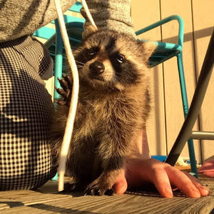 Meet your Posher, Morgan